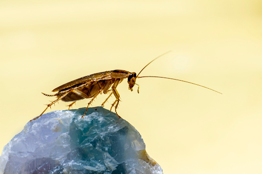 Can Risk Management Solutions Help with Pest Infestations?
